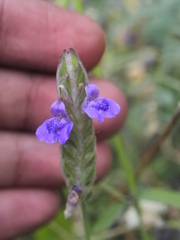 Rungia elegans