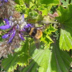 Bombus robustus