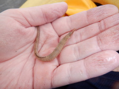 Syngnathus scovelli