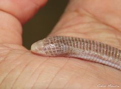 Amphisbaena vermicularis