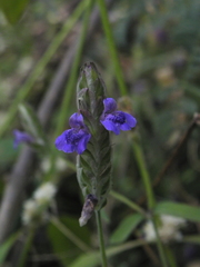 Rungia elegans