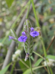 Rungia elegans