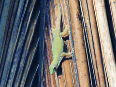 Phelsuma dubia