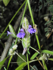 Rungia elegans