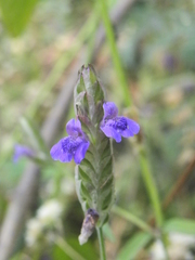 Rungia elegans