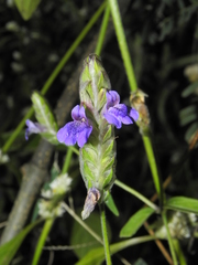 Rungia elegans