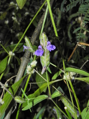 Rungia elegans