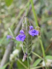Rungia elegans