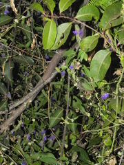 Rungia elegans