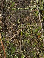 Rungia elegans