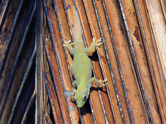 Phelsuma dubia