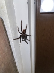 Tliltocatl epicureanus