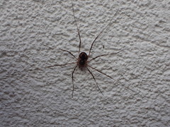 Metaplatybunus rhodiensis