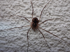 Metaplatybunus rhodiensis