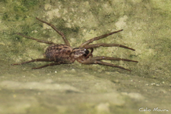 Xeropigo tridentiger
