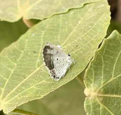 Eicochrysops hippocrates