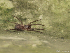 Xeropigo tridentiger