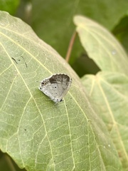 Eicochrysops hippocrates