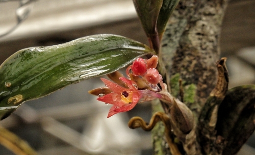 Alamania punicea, photograph 1