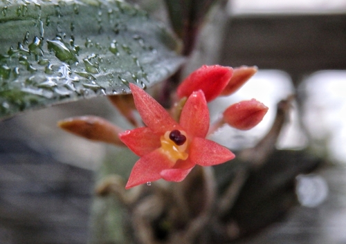 Alamania punicea, photograph 2
