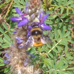 Bombus robustus
