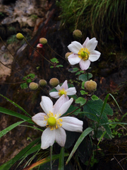 Eriocapitella vitifolia