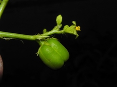 Jatropha glandulifera