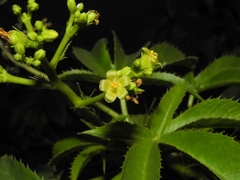 Jatropha glandulifera