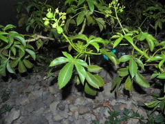 Jatropha glandulifera