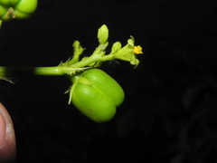 Jatropha glandulifera