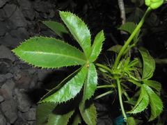 Jatropha glandulifera