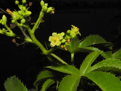 Jatropha glandulifera