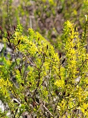 Hypericum tenuifolium