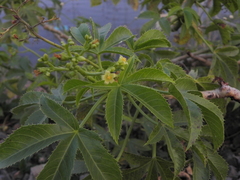 Jatropha glandulifera