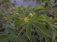 Jatropha glandulifera