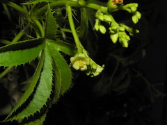 Jatropha glandulifera