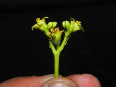 Jatropha glandulifera