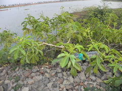 Jatropha glandulifera
