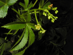 Jatropha glandulifera