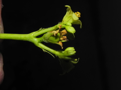 Jatropha glandulifera