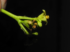 Jatropha glandulifera