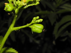 Jatropha glandulifera