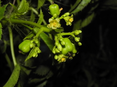 Jatropha glandulifera