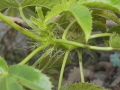 Jatropha glandulifera