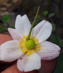 Eriocapitella vitifolia
