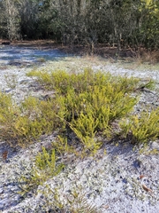 Hypericum tenuifolium