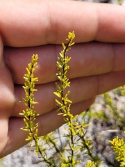 Hypericum tenuifolium