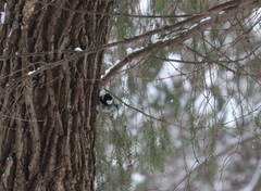 Periparus ater