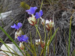 Aristea oligocephala