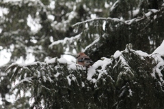 Garrulus glandarius